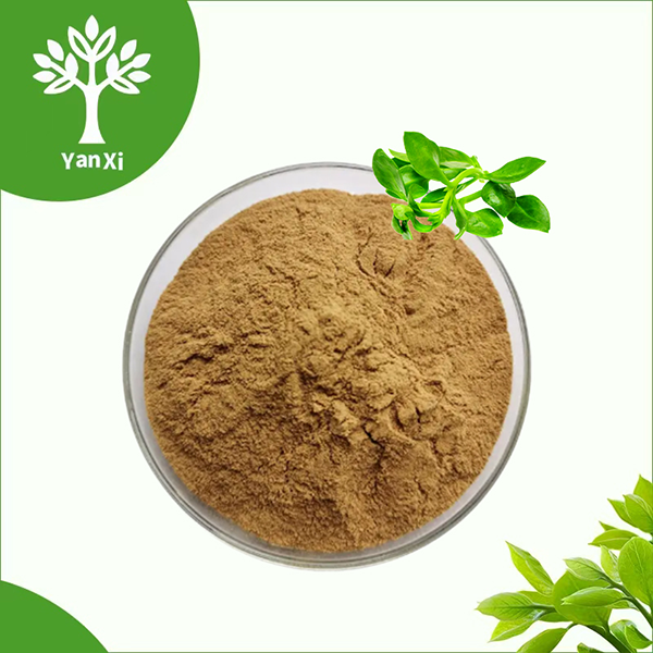Andrographis Extract Powder Andrographis Extract Powder